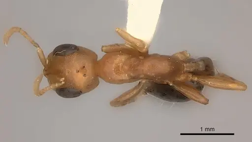 Pseudomyrmex gibbinotus specimen