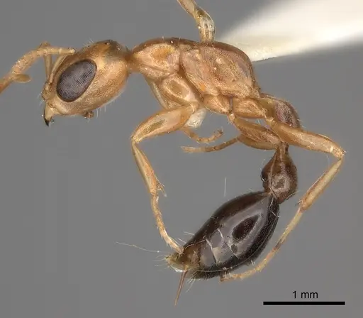Pseudomyrmex gibbinotus specimen