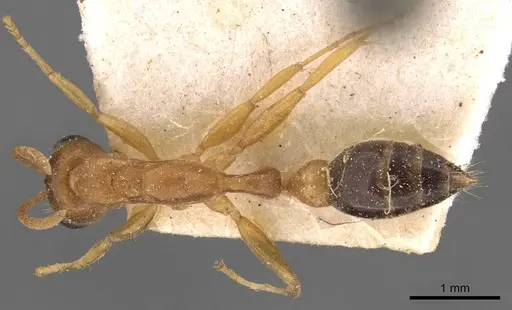 Pseudomyrmex gibbinotus - CASENT0907485