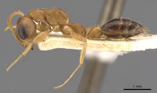 Pseudomyrmex gibbinotus - CASENT0907485