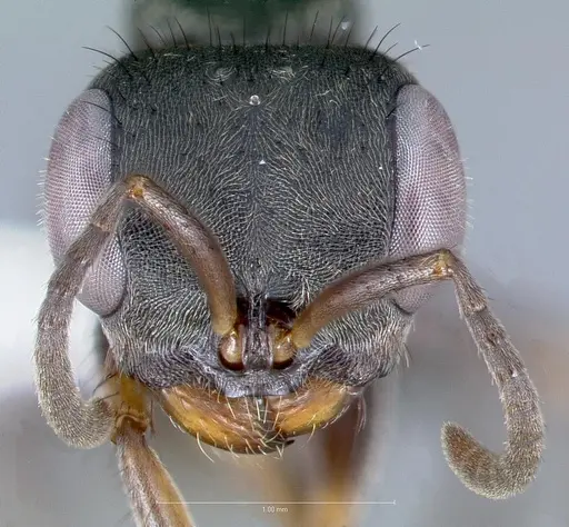 Pseudomyrmex godmani specimen
