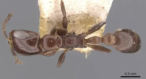 Pseudomyrmex goeldii specimen