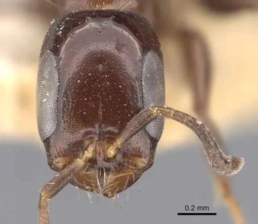 Pseudomyrmex goeldii specimen