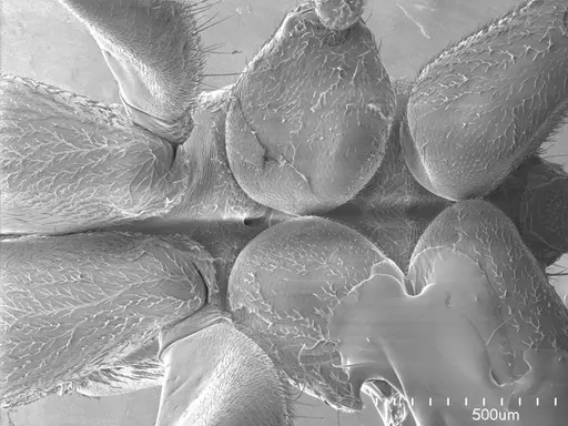 Pseudomyrmex gracilis specimen