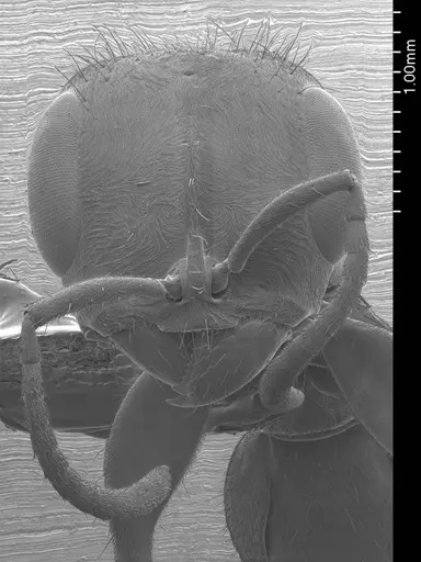 Pseudomyrmex gracilis specimen