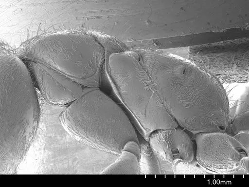 Pseudomyrmex gracilis specimen