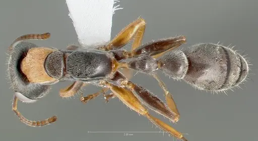 Pseudomyrmex gracilis - CASENT0005838