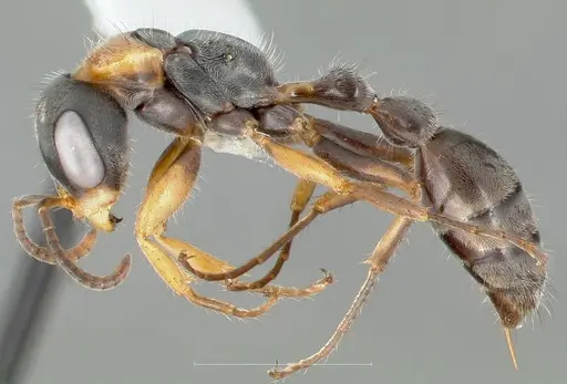 Pseudomyrmex gracilis - CASENT0005838