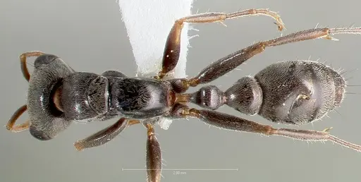 Pseudomyrmex gracilis - CASENT0005859
