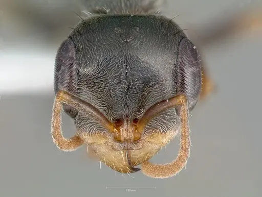 Pseudomyrmex gracilis - CASENT0005859