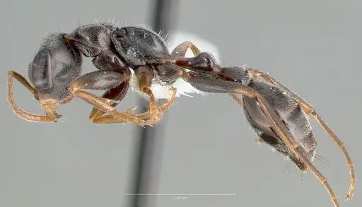 Pseudomyrmex gracilis - CASENT0005859