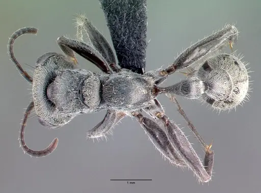 Pseudomyrmex gracilis - CASENT0040137