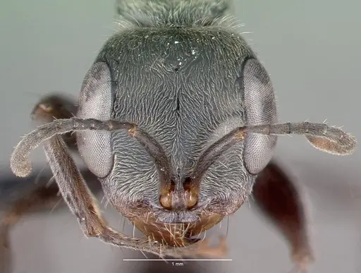 Pseudomyrmex gracilis - CASENT0040137