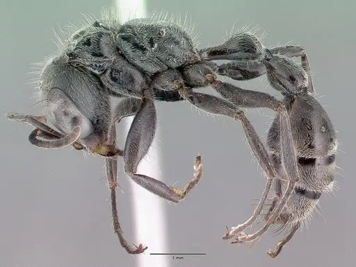 Pseudomyrmex gracilis - CASENT0040137