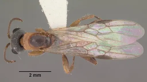 Pseudomyrmex gracilis - CASENT0103779