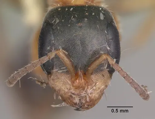Pseudomyrmex gracilis - CASENT0103779