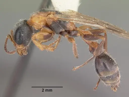 Pseudomyrmex gracilis - CASENT0103779
