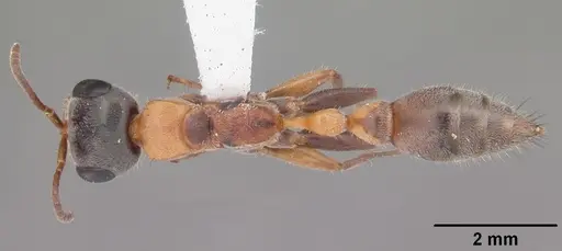 Pseudomyrmex gracilis - CASENT0103874