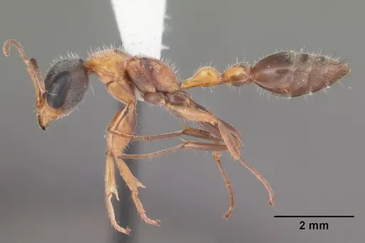 Pseudomyrmex gracilis - CASENT0103874