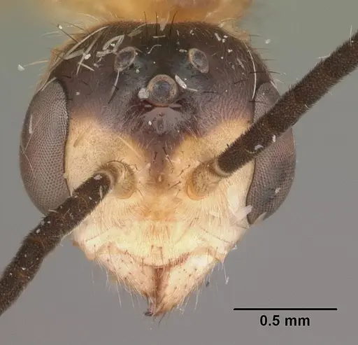Pseudomyrmex gracilis - CASENT0104250
