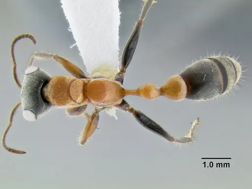 Pseudomyrmex gracilis - CASENT0106097