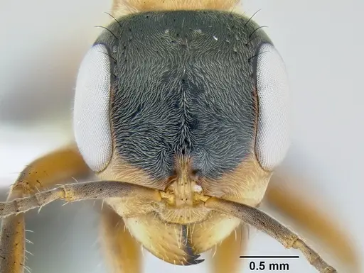 Pseudomyrmex gracilis - CASENT0106097