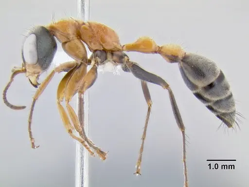 Pseudomyrmex gracilis - CASENT0106097