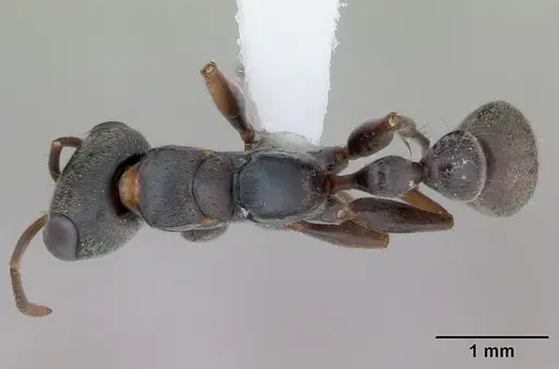 Pseudomyrmex gracilis - CASENT0173760