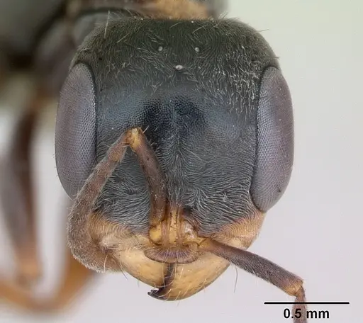 Pseudomyrmex gracilis - CASENT0173760