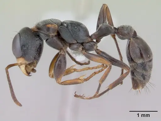 Pseudomyrmex gracilis - CASENT0173760