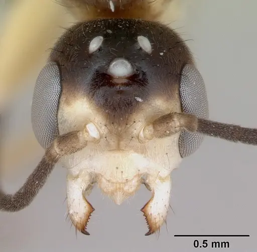 Pseudomyrmex gracilis - CASENT0173761