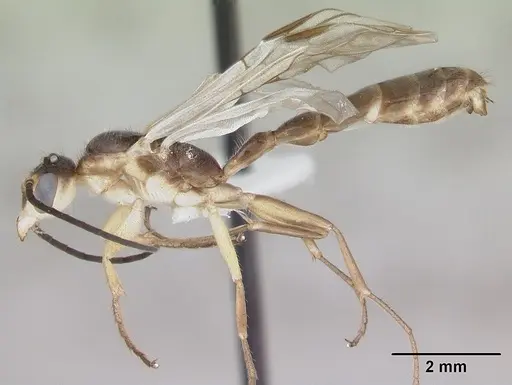 Pseudomyrmex gracilis - CASENT0173761