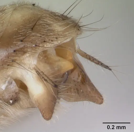 Pseudomyrmex gracilis - CASENT0173761