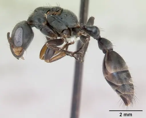 Pseudomyrmex gracilis - CASENT0173762