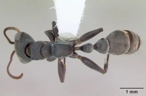 Pseudomyrmex gracilis - CASENT0173763