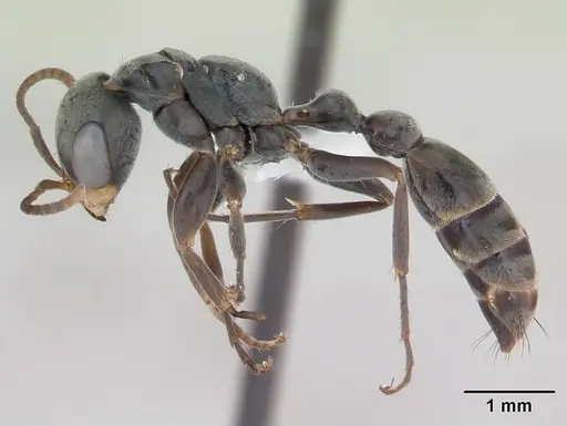Pseudomyrmex gracilis - CASENT0173763