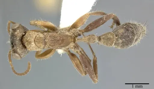 Pseudomyrmex gracilis - CASENT0246302