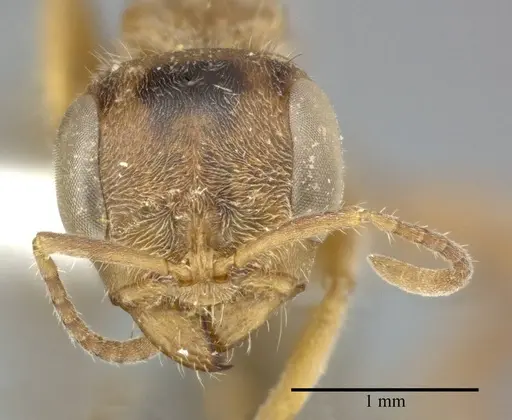 Pseudomyrmex gracilis - CASENT0246302