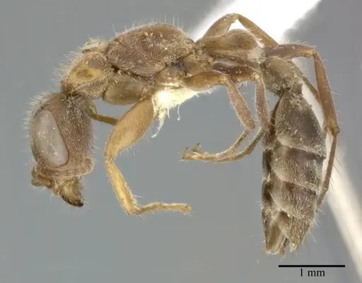 Pseudomyrmex gracilis - CASENT0246302