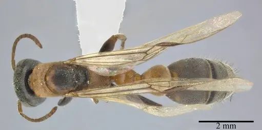 Pseudomyrmex gracilis - CASENT0246308