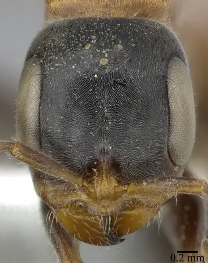 Pseudomyrmex gracilis - CASENT0246308