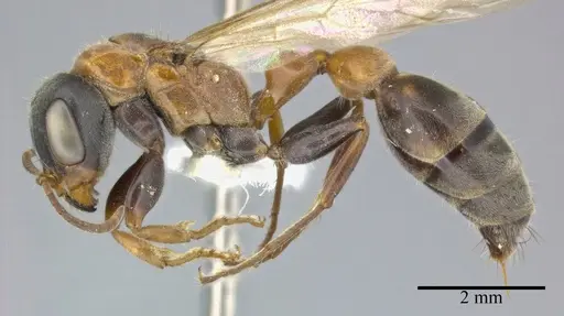 Pseudomyrmex gracilis - CASENT0246308