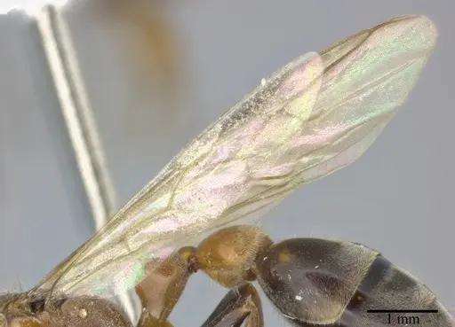 Pseudomyrmex gracilis - CASENT0246308