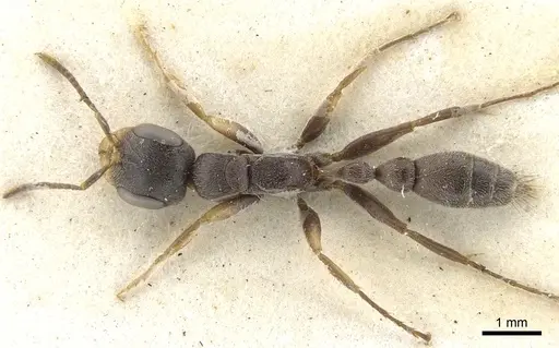 Pseudomyrmex gracilis - CASENT0902842