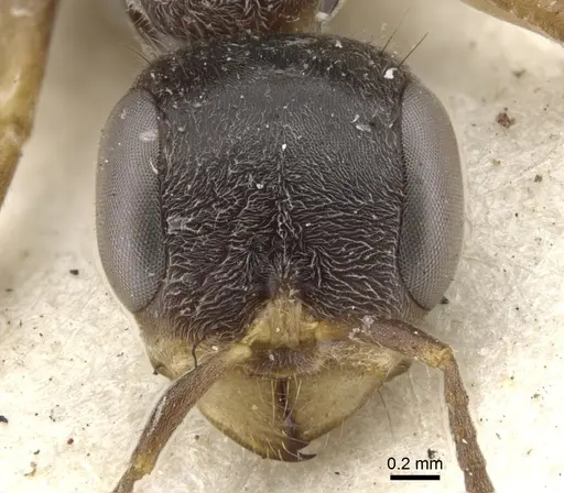 Pseudomyrmex gracilis - CASENT0902842