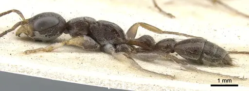 Pseudomyrmex gracilis - CASENT0902842