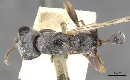 Pseudomyrmex gracilis - CASENT0902843