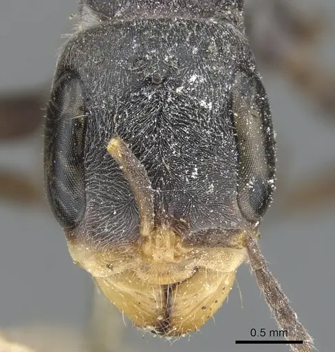 Pseudomyrmex gracilis - CASENT0902843