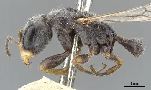 Pseudomyrmex gracilis - CASENT0902843