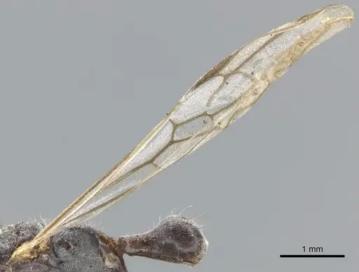 Pseudomyrmex gracilis - CASENT0902843